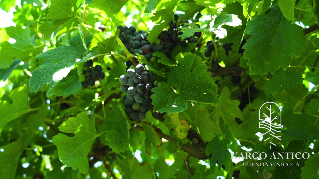 Azienda Agricola L'Arco Antico S.R.L.