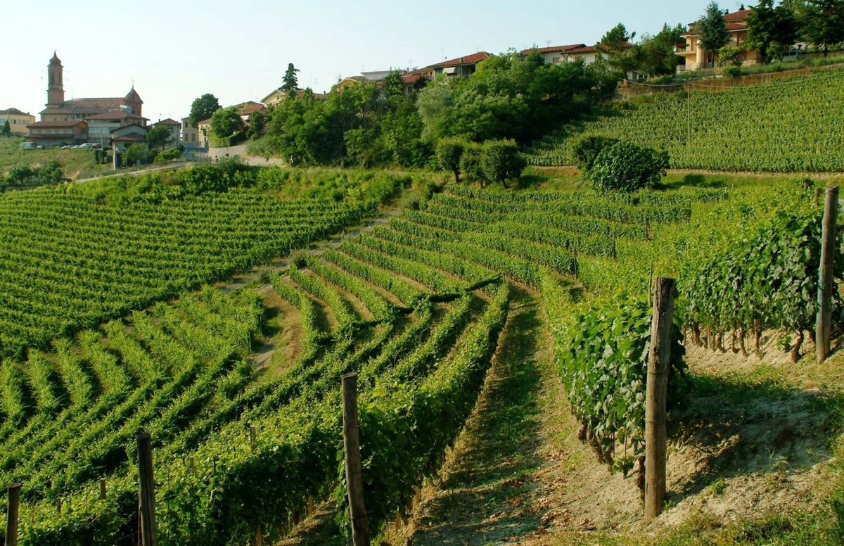 AZIENDA AGRICOLA LODALI WALTER - CANTINA LODALI, Treiso