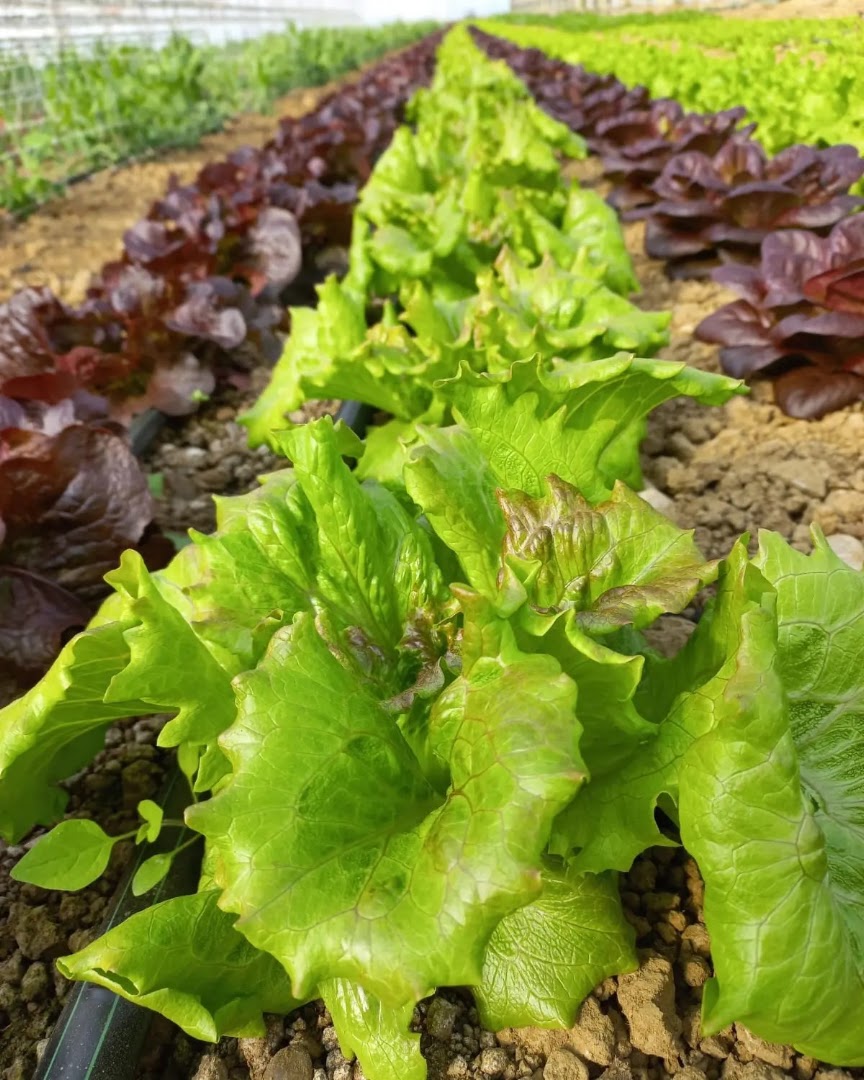 Azienda Agricola L'Orto | Produzione e Vendita Ortaggi e Frutta