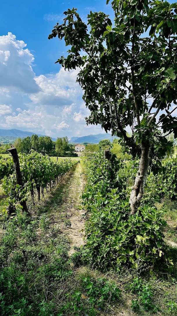 Azienda Agricola Meoli