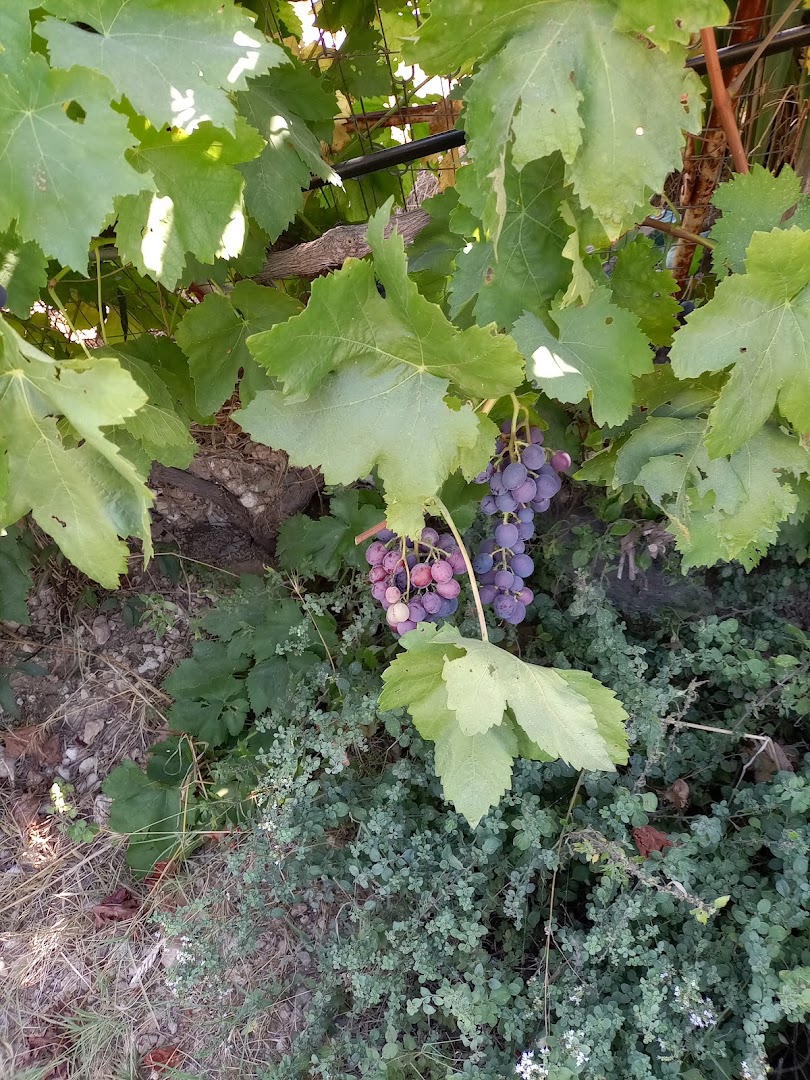 Azienda Agricola Nonno Pippi