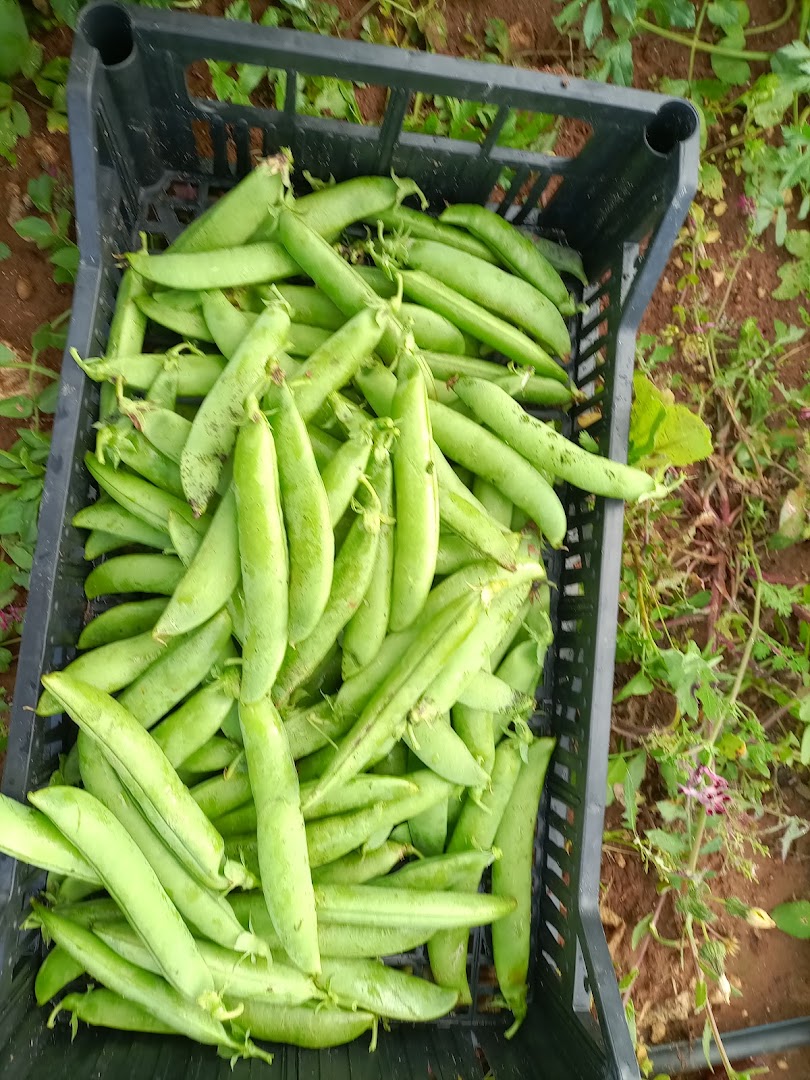 Azienda Agricola Nonno Pippi