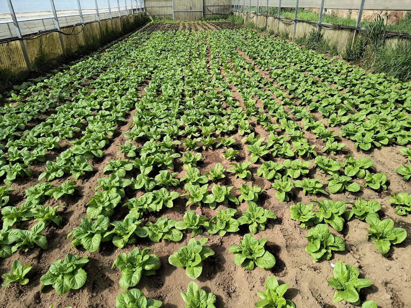 Azienda Agricola Pazzetta