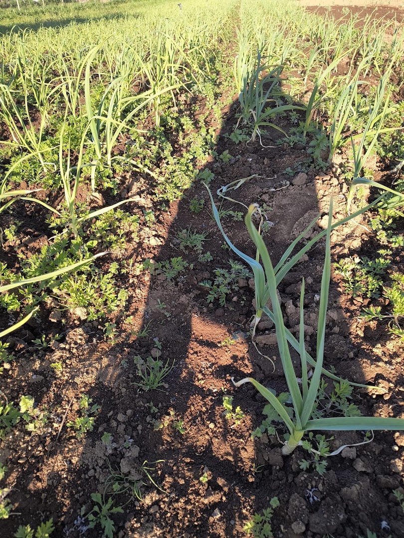 Azienda Agricola Pazzetta