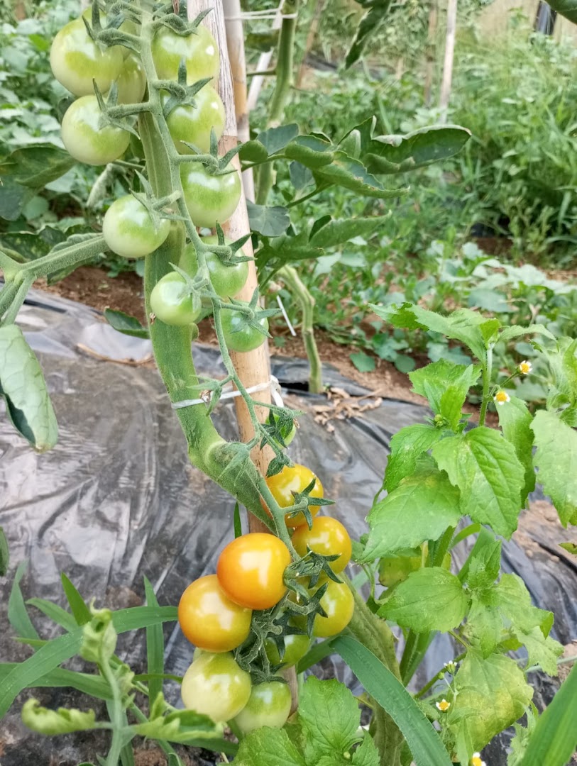 Azienda Agricola Pazzetta
