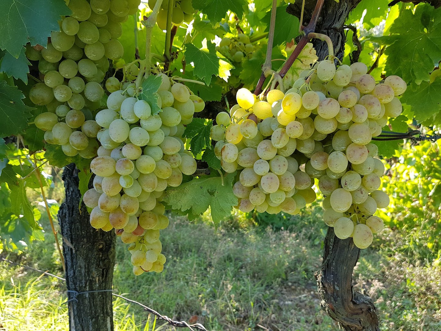 Azienda Agricola Podere L'Uccellare, San Casciano in Val di Pesa