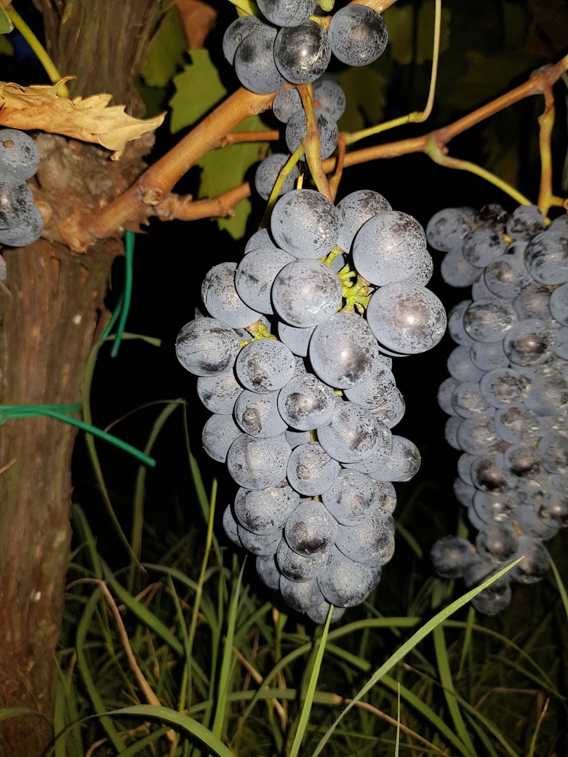 Azienda Agricola Podere L'Uccellare
