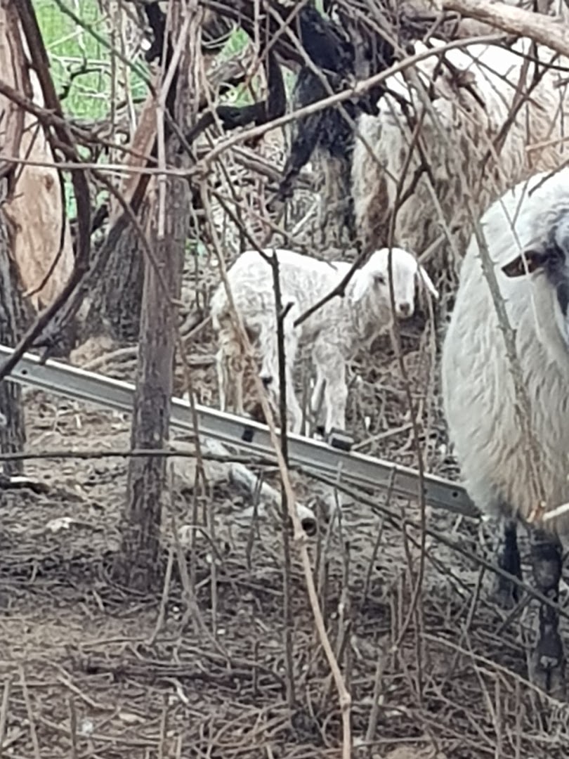 Azienda Agricola Podere L'Uccellare