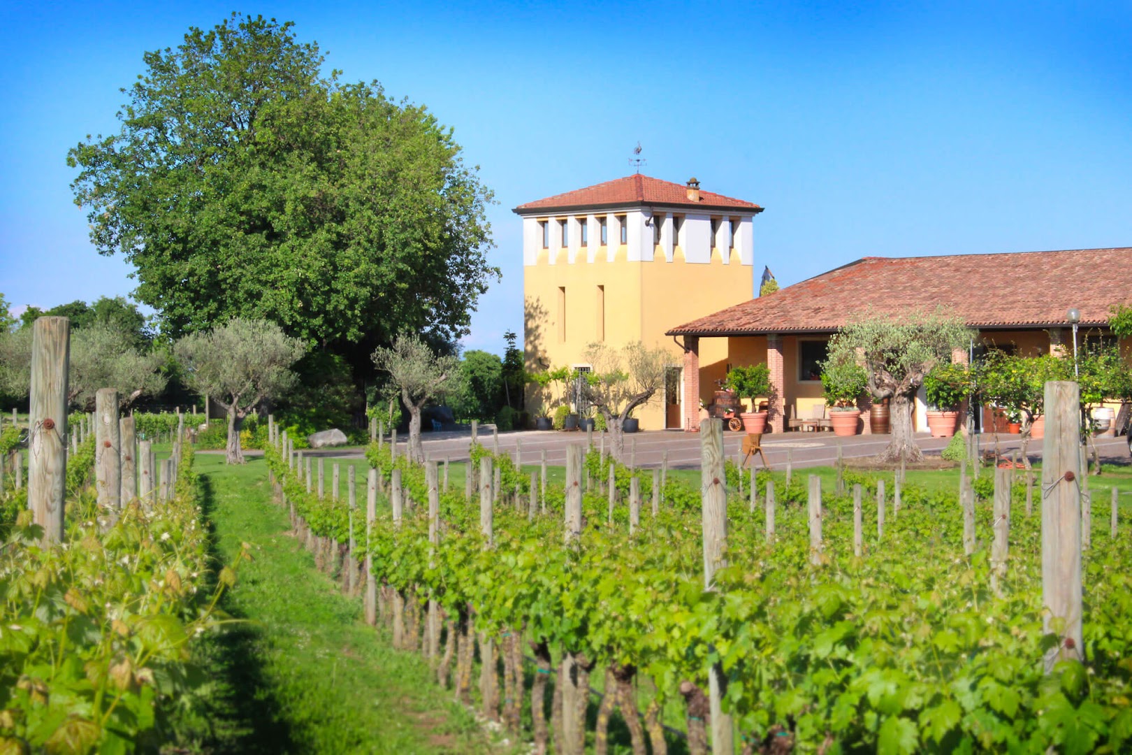 Azienda Agricola Ricchi - F.lli Stefanoni