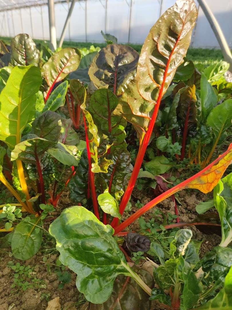 Azienda Agricola S.C di Scarpellini Cesarino - Frutta verdura e cucina