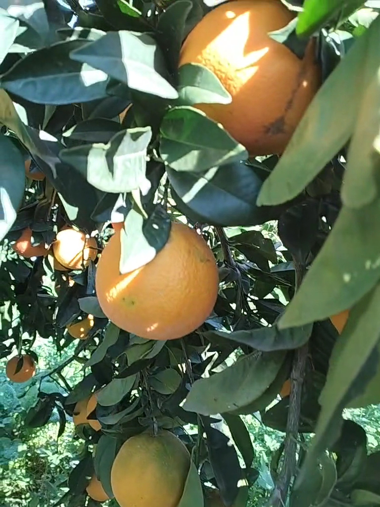Azienda Agricola Tudisco di Perricone Alfonso, Pistoia