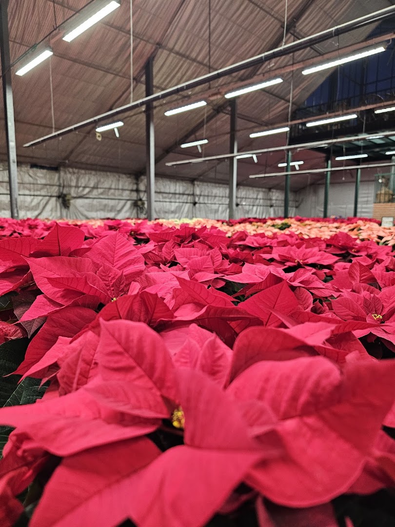 Azienda Floricola Donetti di Stefano Donetti, Romagnano Sesia