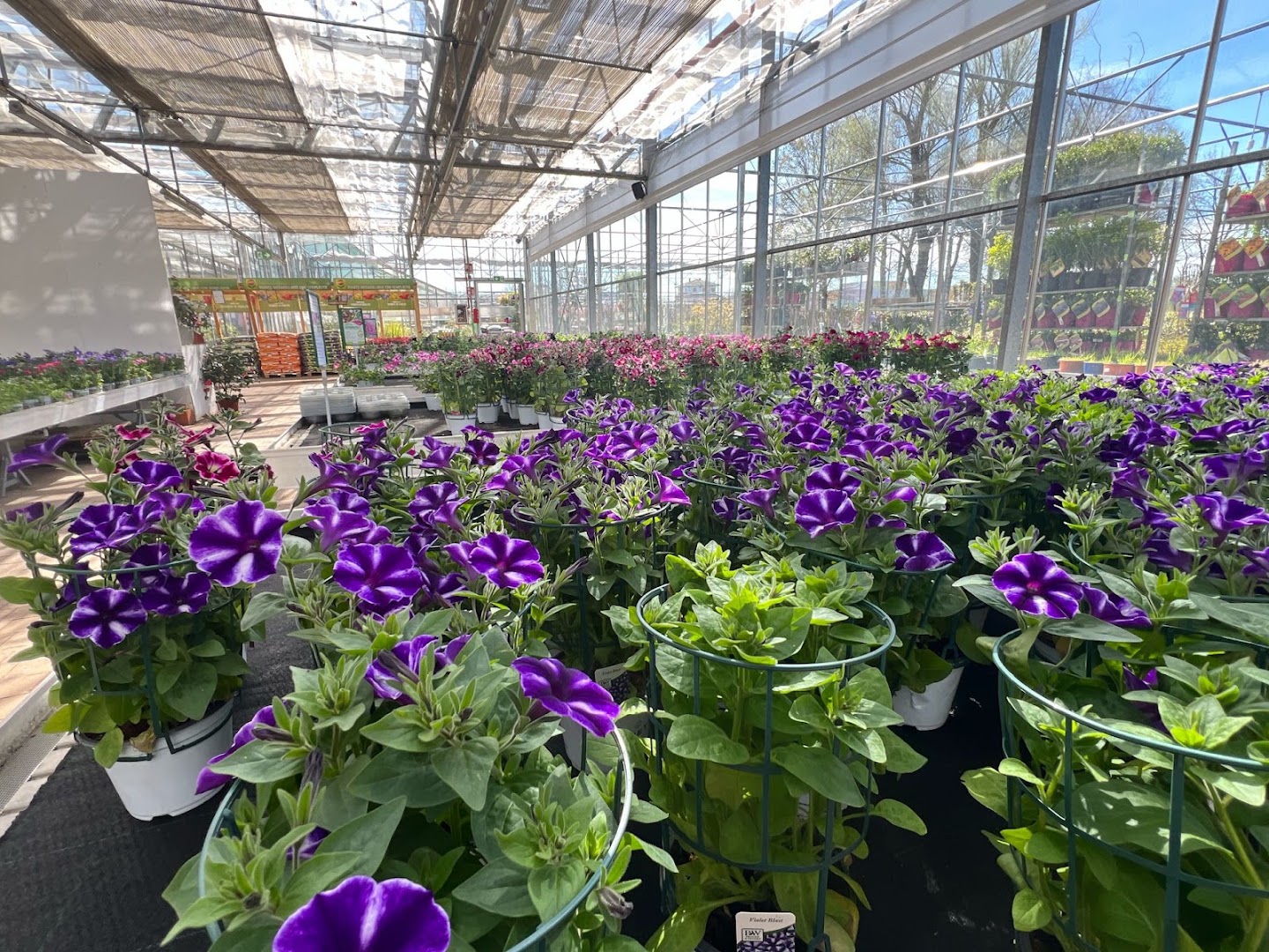 Azienda Floricola Donetti di Stefano Donetti