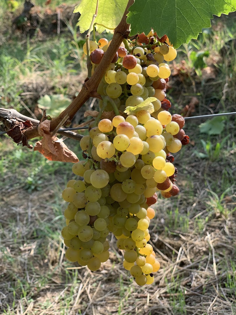 Azienda Vitivinicola Berta Paolo