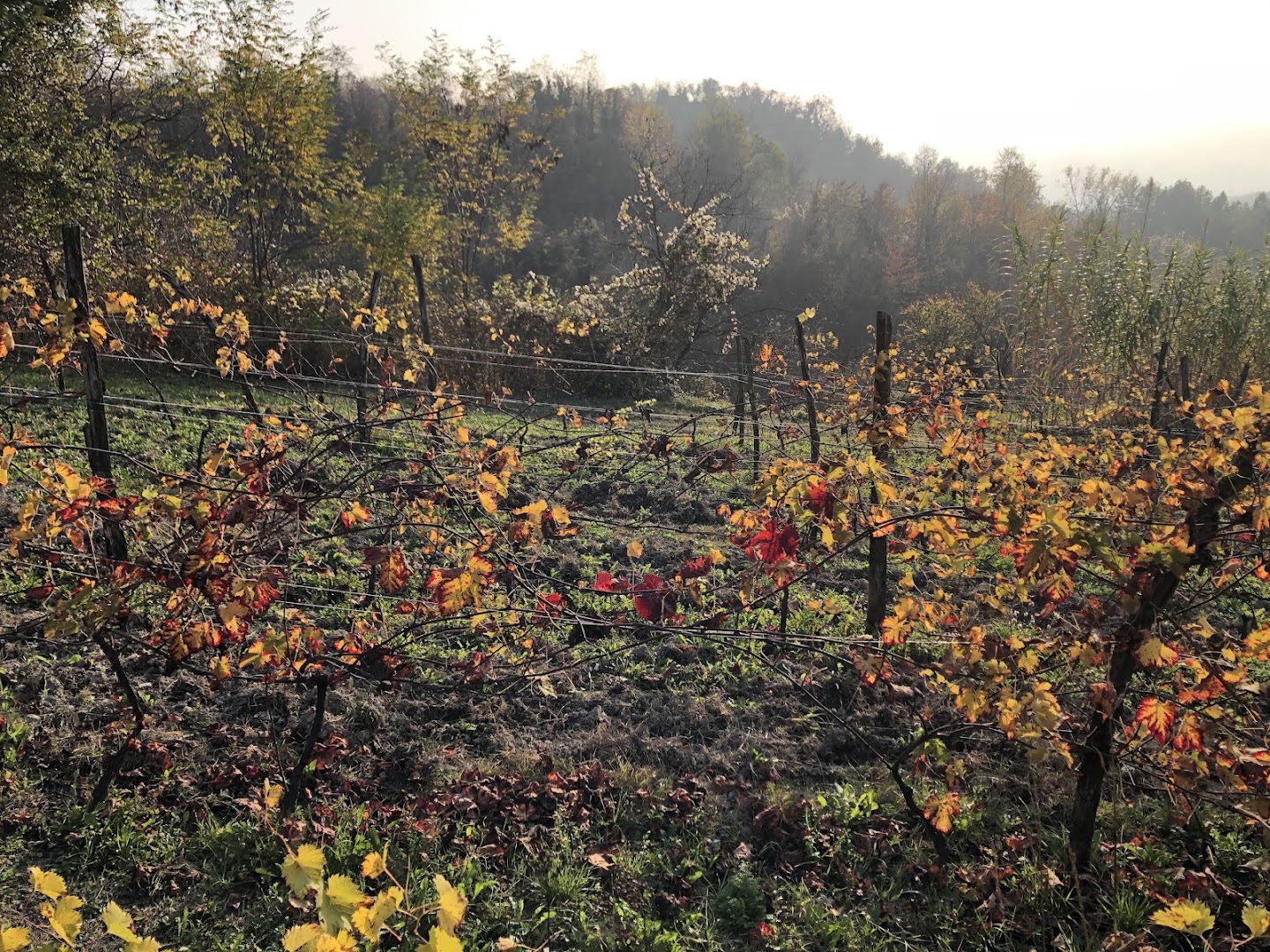 Azienda vitivinicola Guazzotti