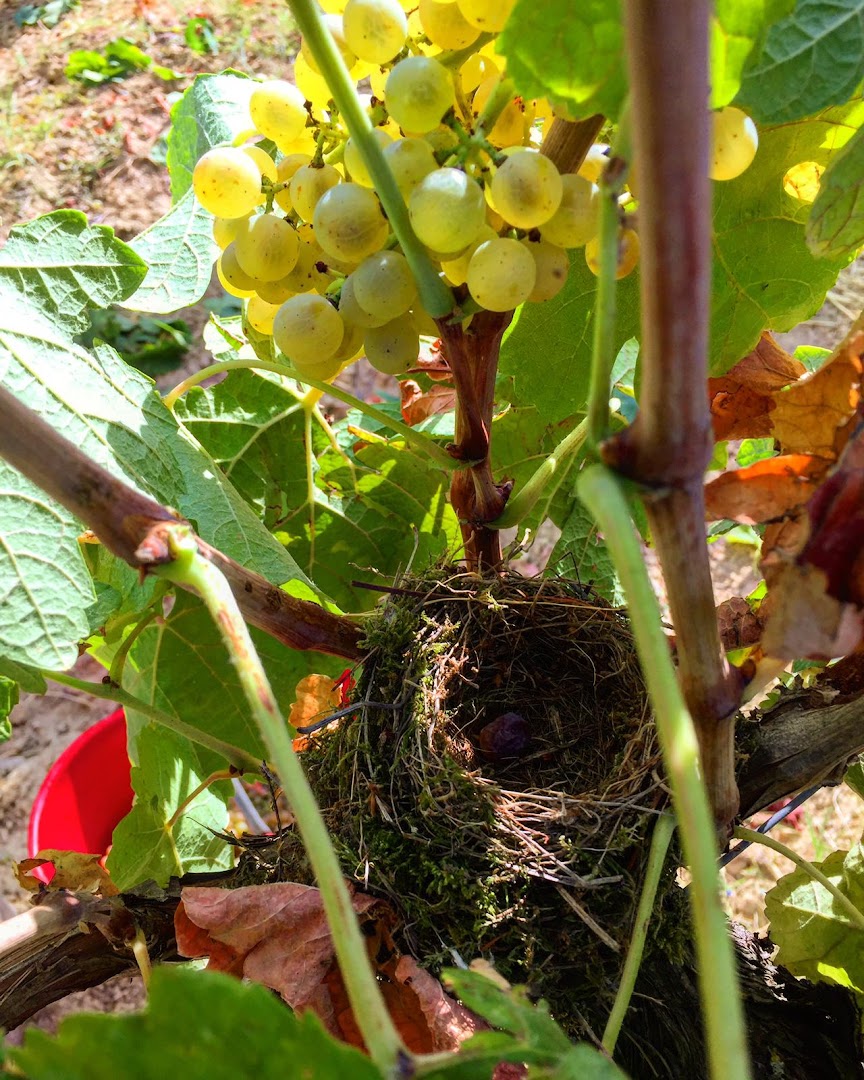 Azienda Vitivinicola La Caminà