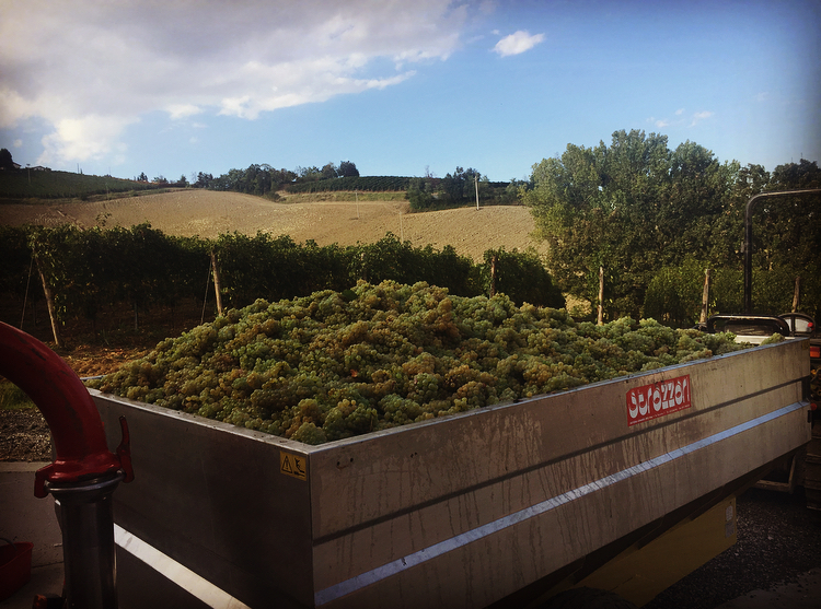 Azienda Vitivinicola La Caminà