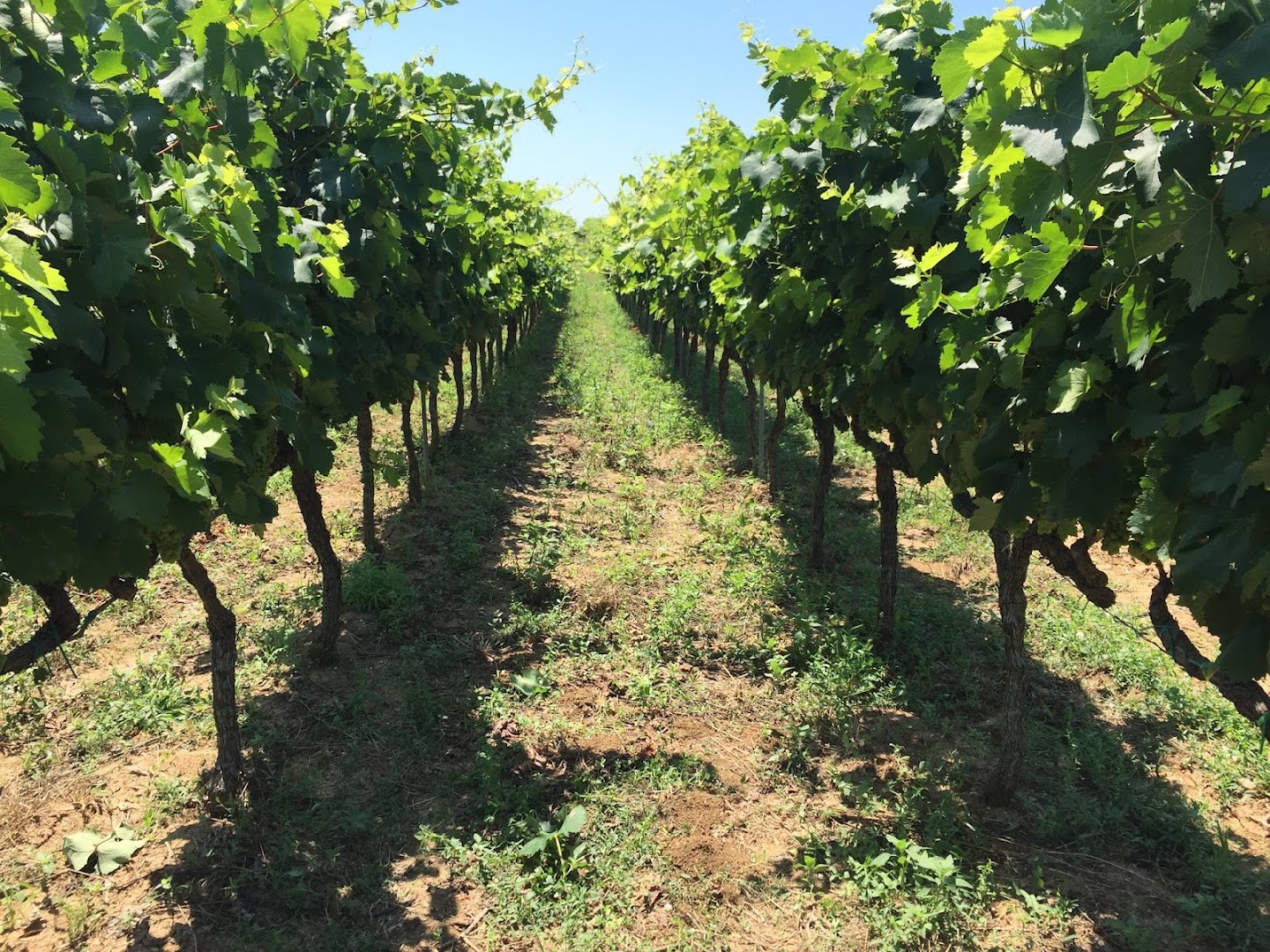 Azienda Vitivinicola Marulli