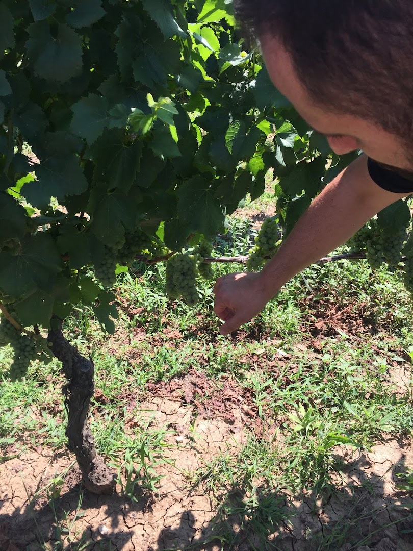 Azienda Vitivinicola Marulli