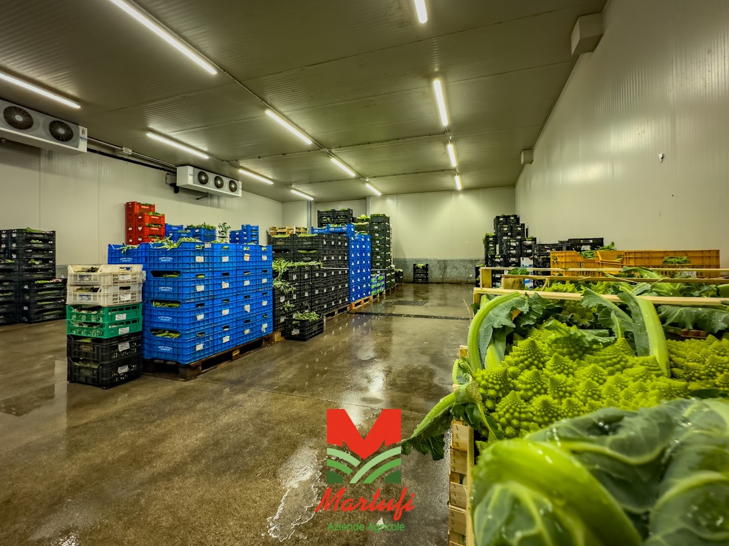 Aziende Agricole Martufi srl, Aprilia