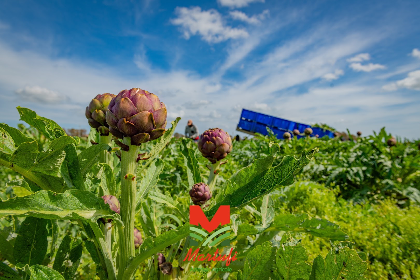 Aziende Agricole Martufi srl