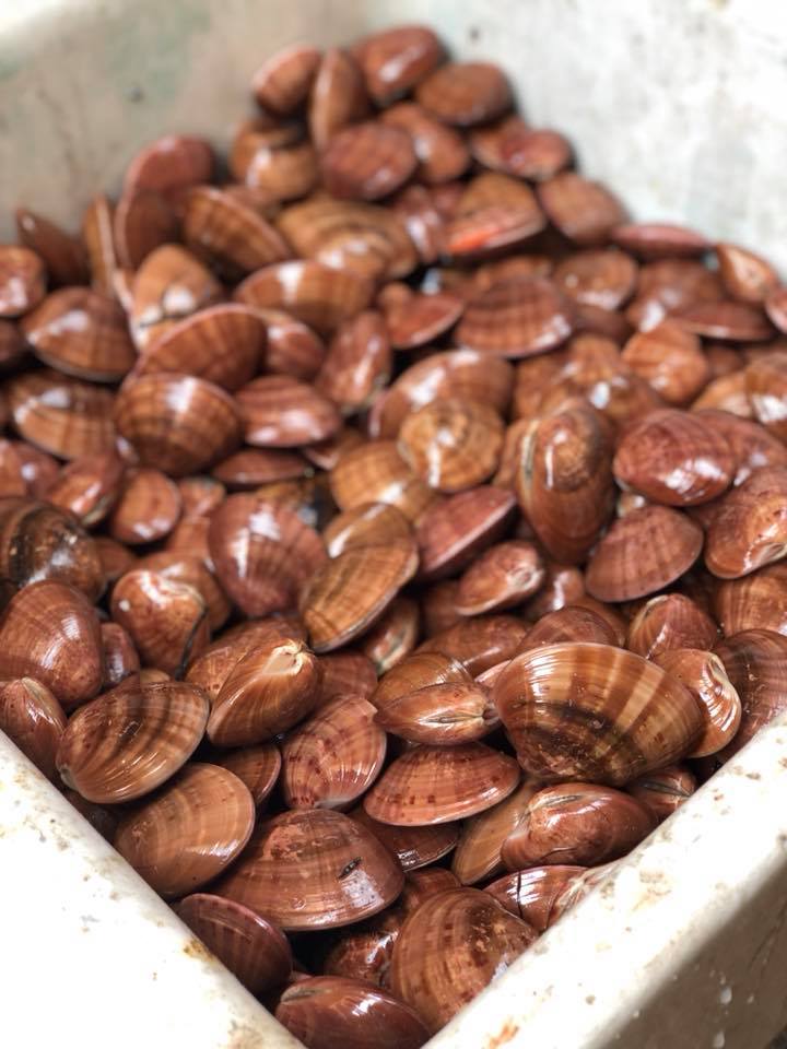 Bacareto da morgan