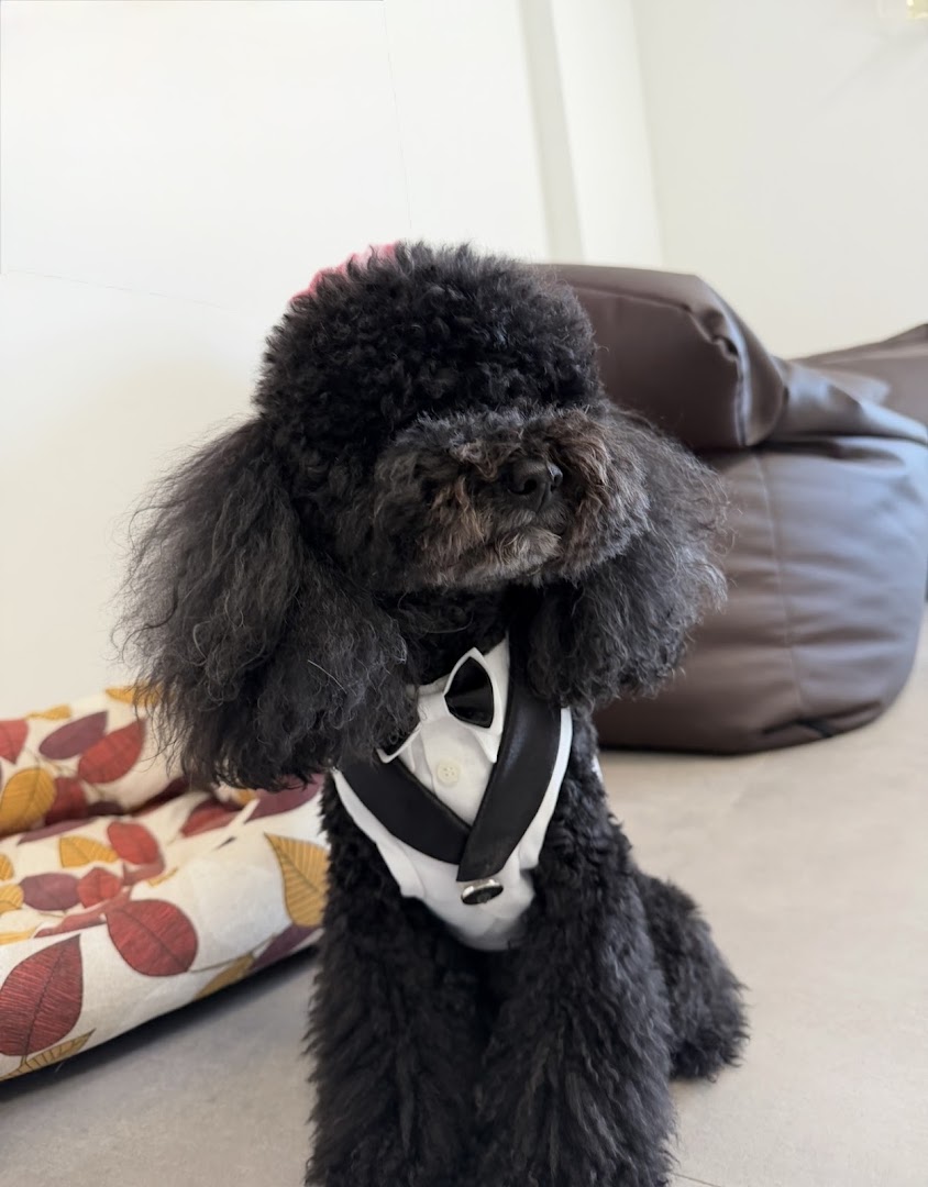 Bacocco Pet Couture, Vetralla