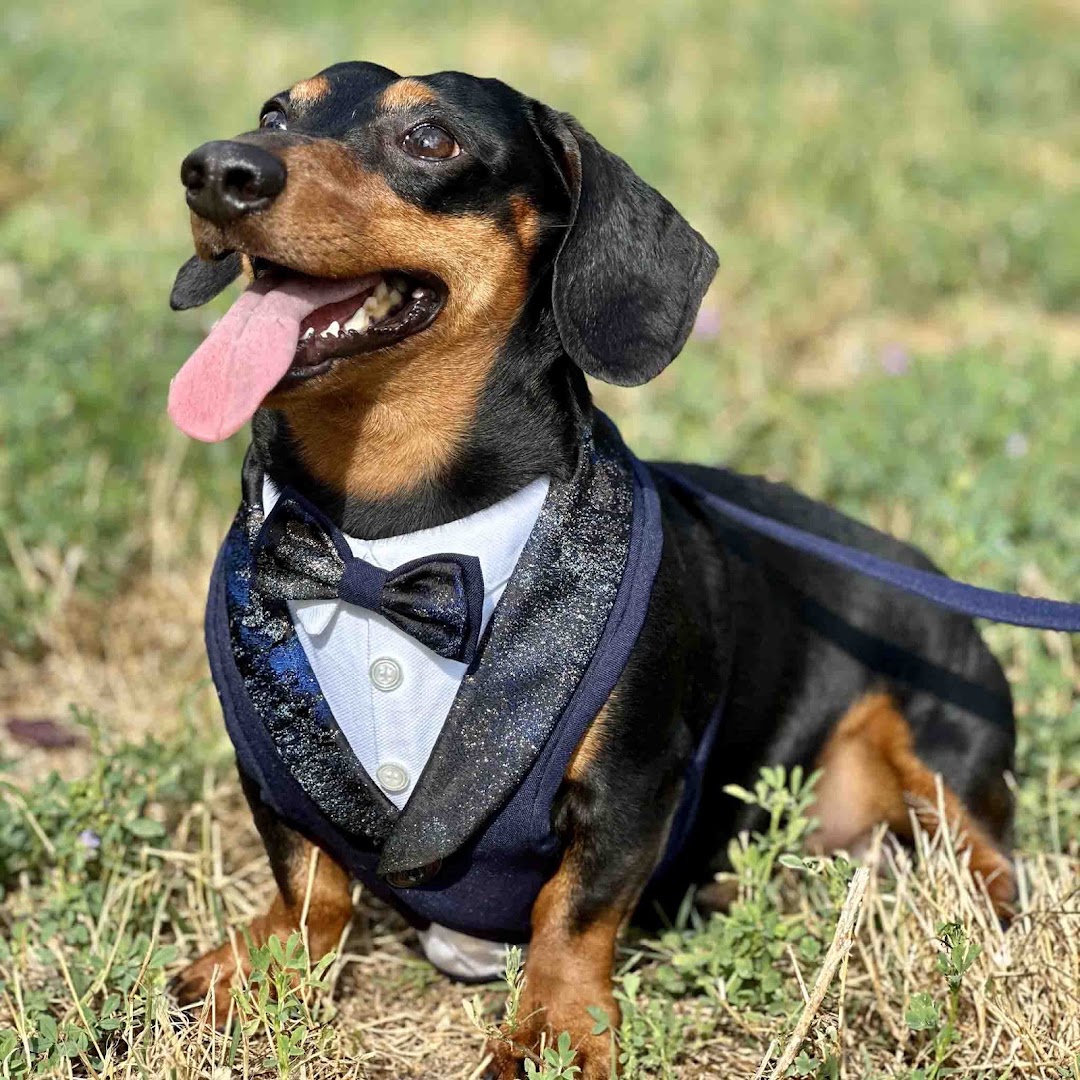 Bacocco Pet Couture