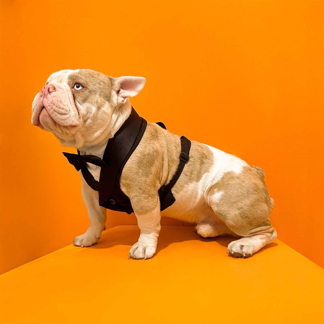 Bacocco Pet Couture
