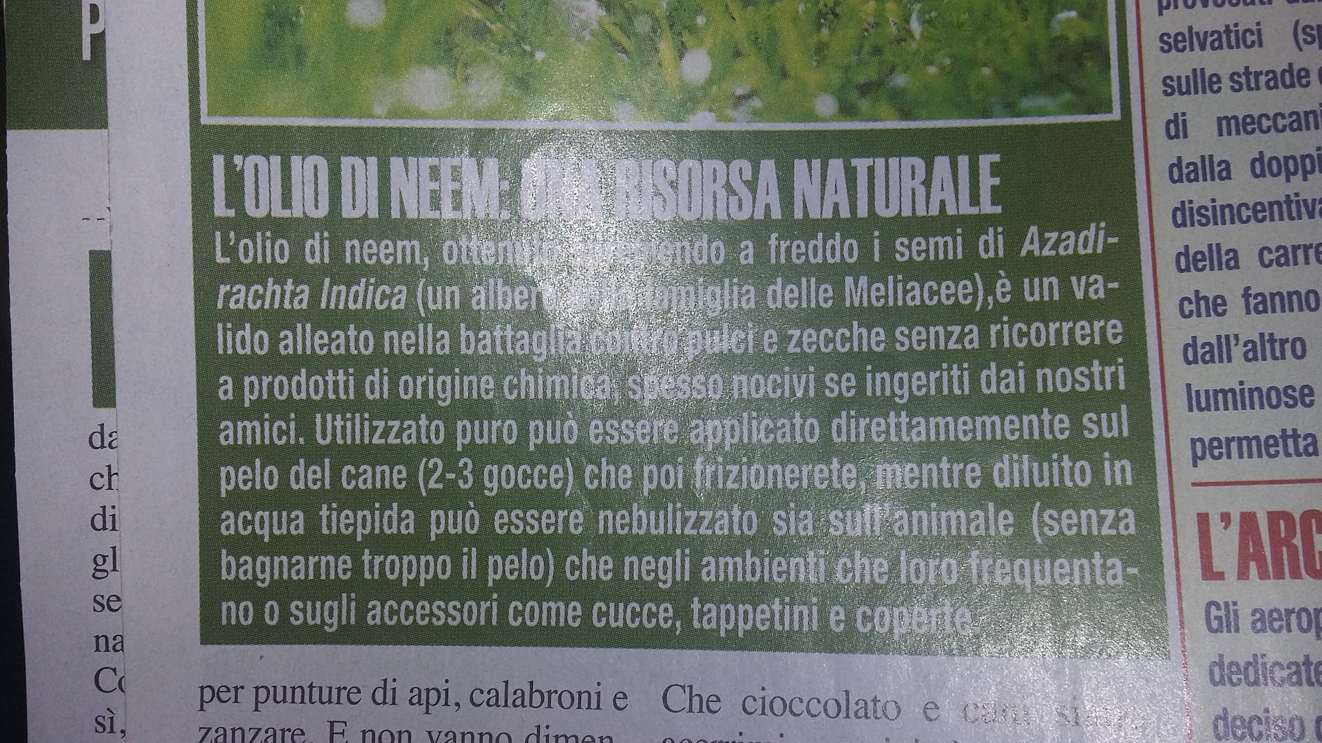 Bar Bellotto