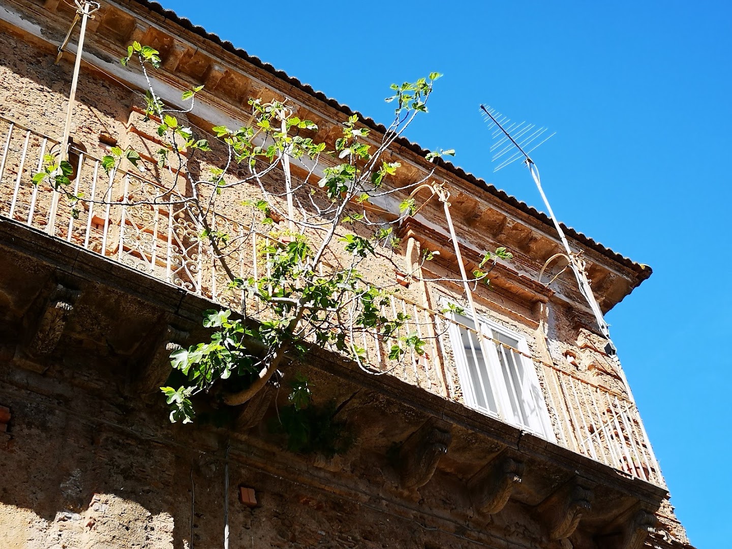 Bar Gibodi