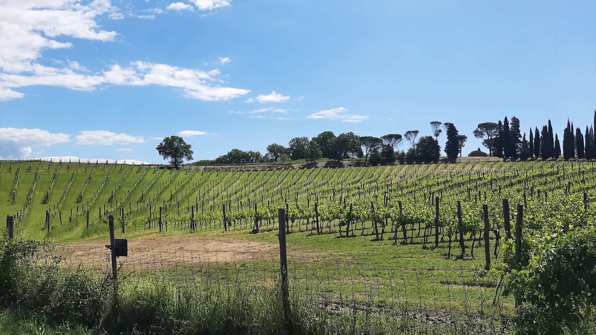 Bar Rondine CL2025, Bucine