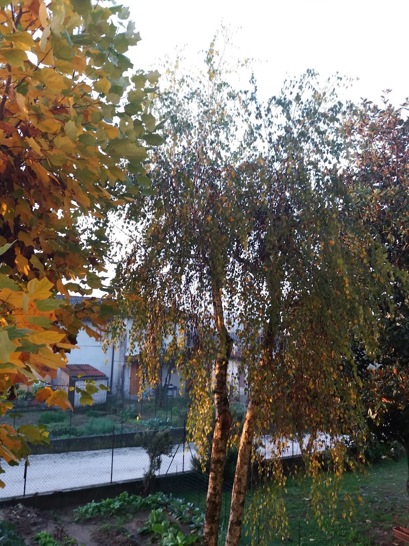 Bar Salice 2.0