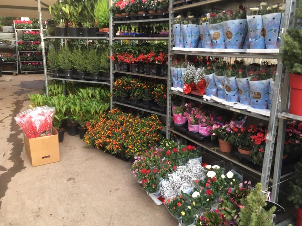 Barone Piante e Fiori Bagheria