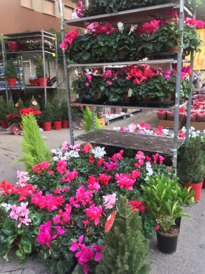 Barone Piante e Fiori Bagheria