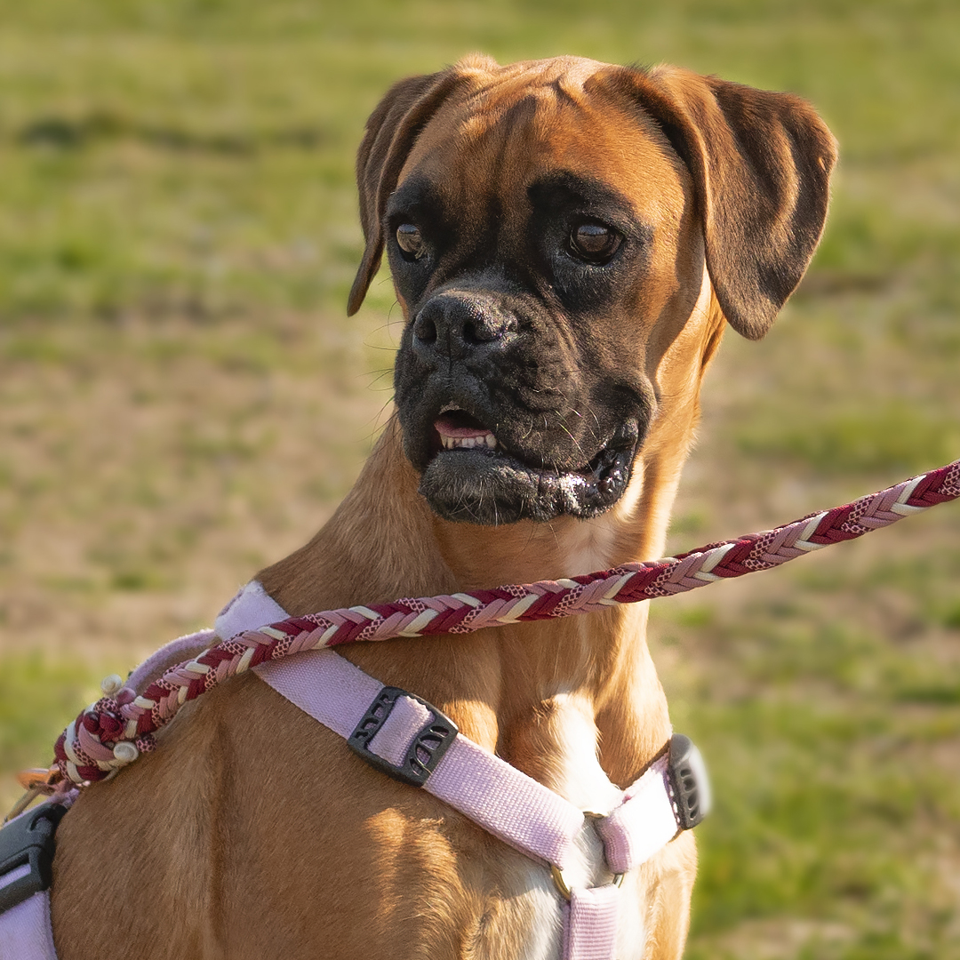 BELLOBAU Handmade For Your Dog, Milano