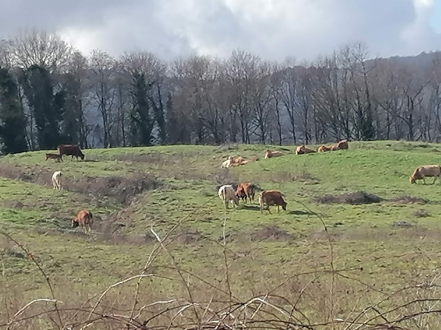 Bellosguardo Cavriglia