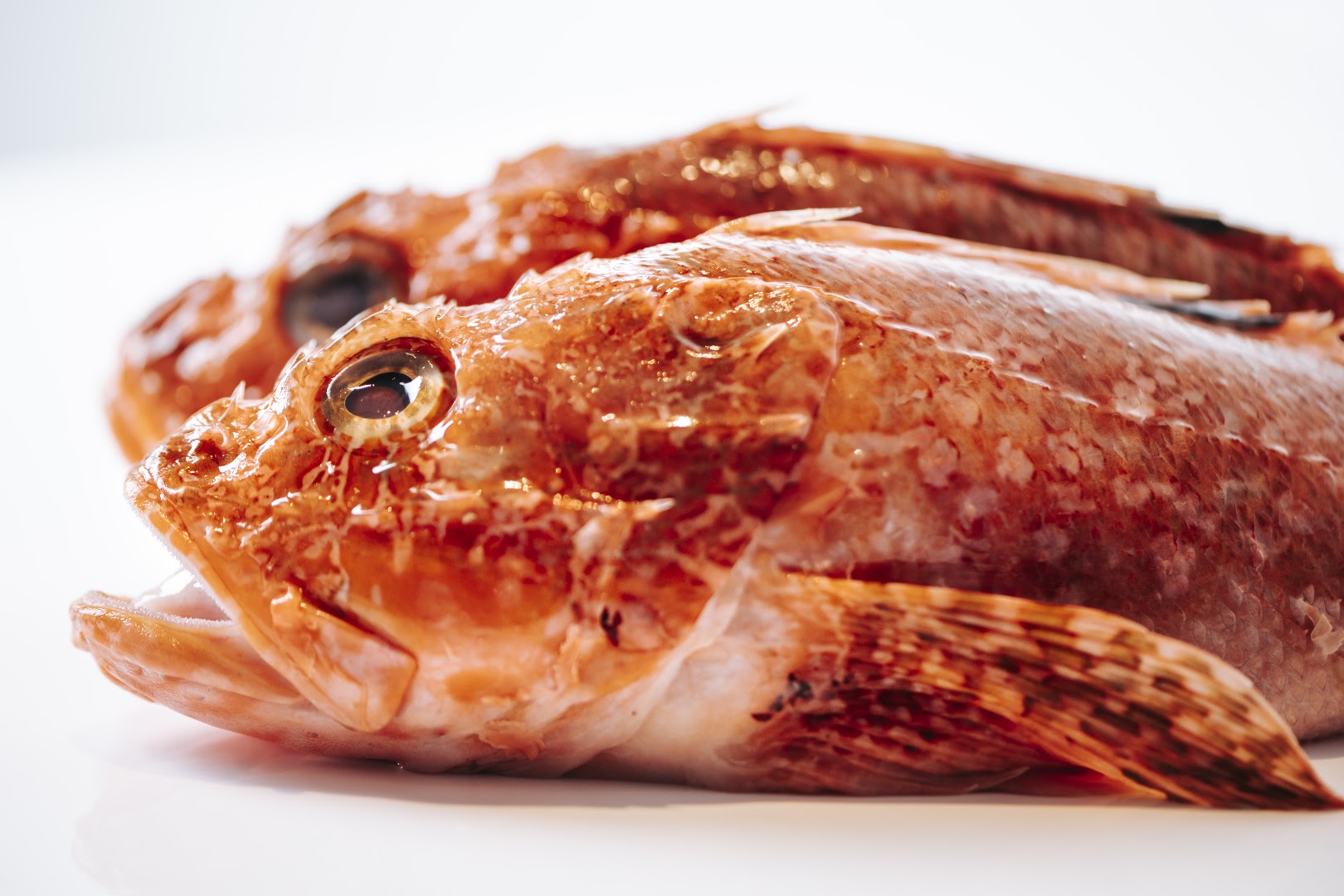 Bellucci Prodotti Ittici - Pescheria, Gastronomia e Bistrot