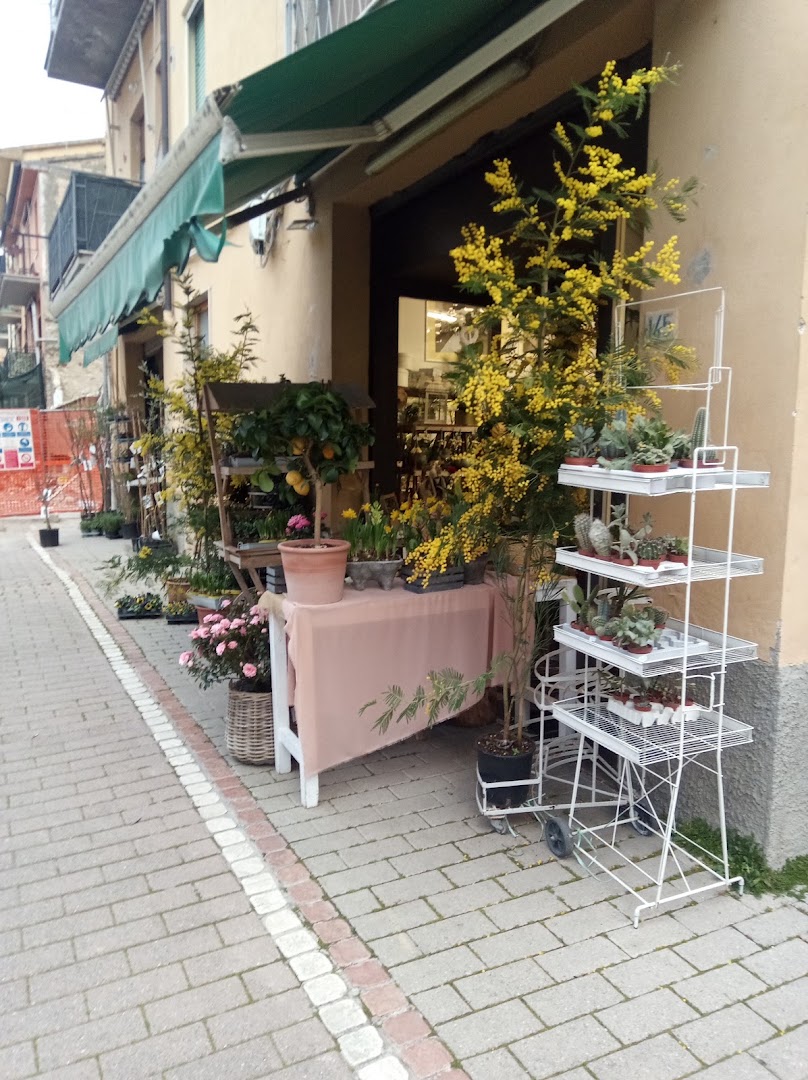 Bianchi Fiori e Piante