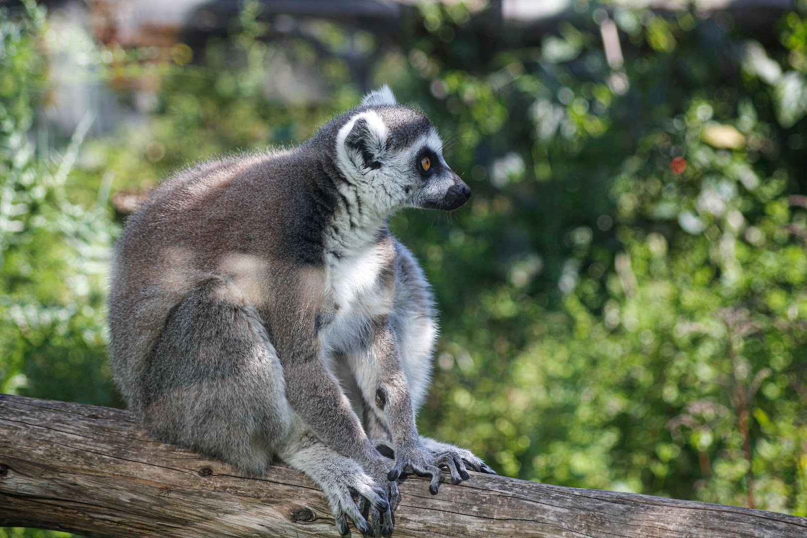 Bioparco di Sicilia