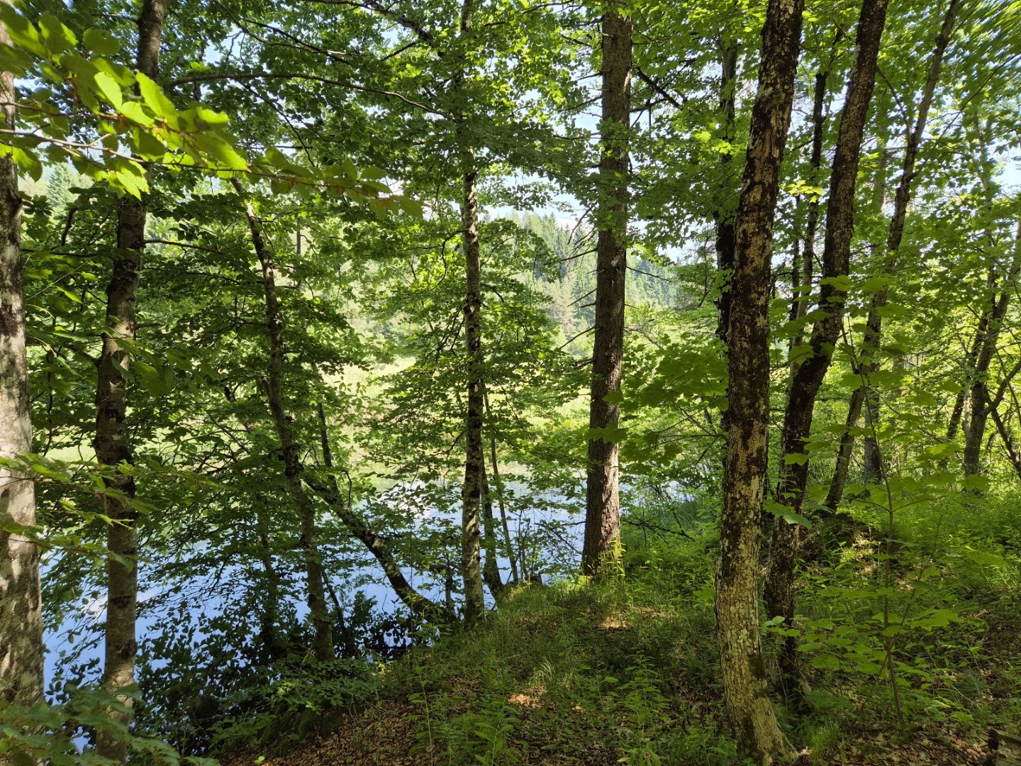 Biòtopo di Cima Corso