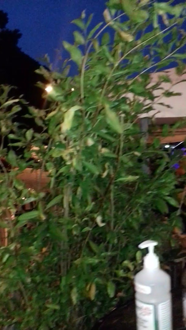 Birrovia Vecchia Stazione