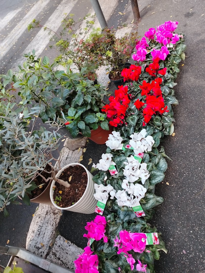 Blumen, San Giovanni Rotondo
