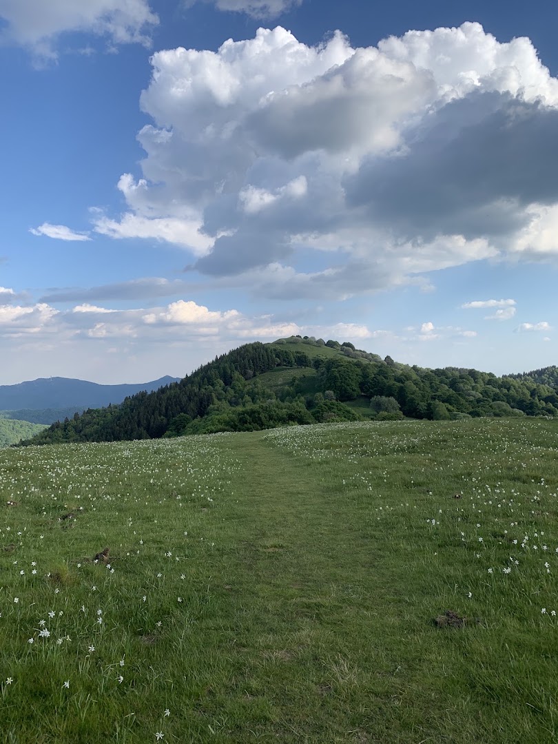 Bolla del Ponciv, Magreglio