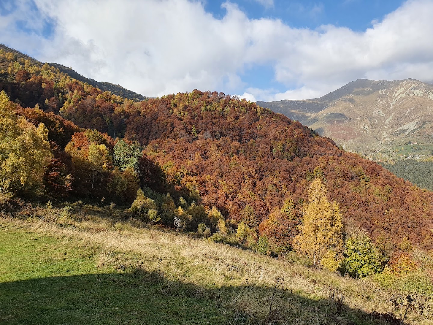 Bosco del Sorriso, Tavigliano