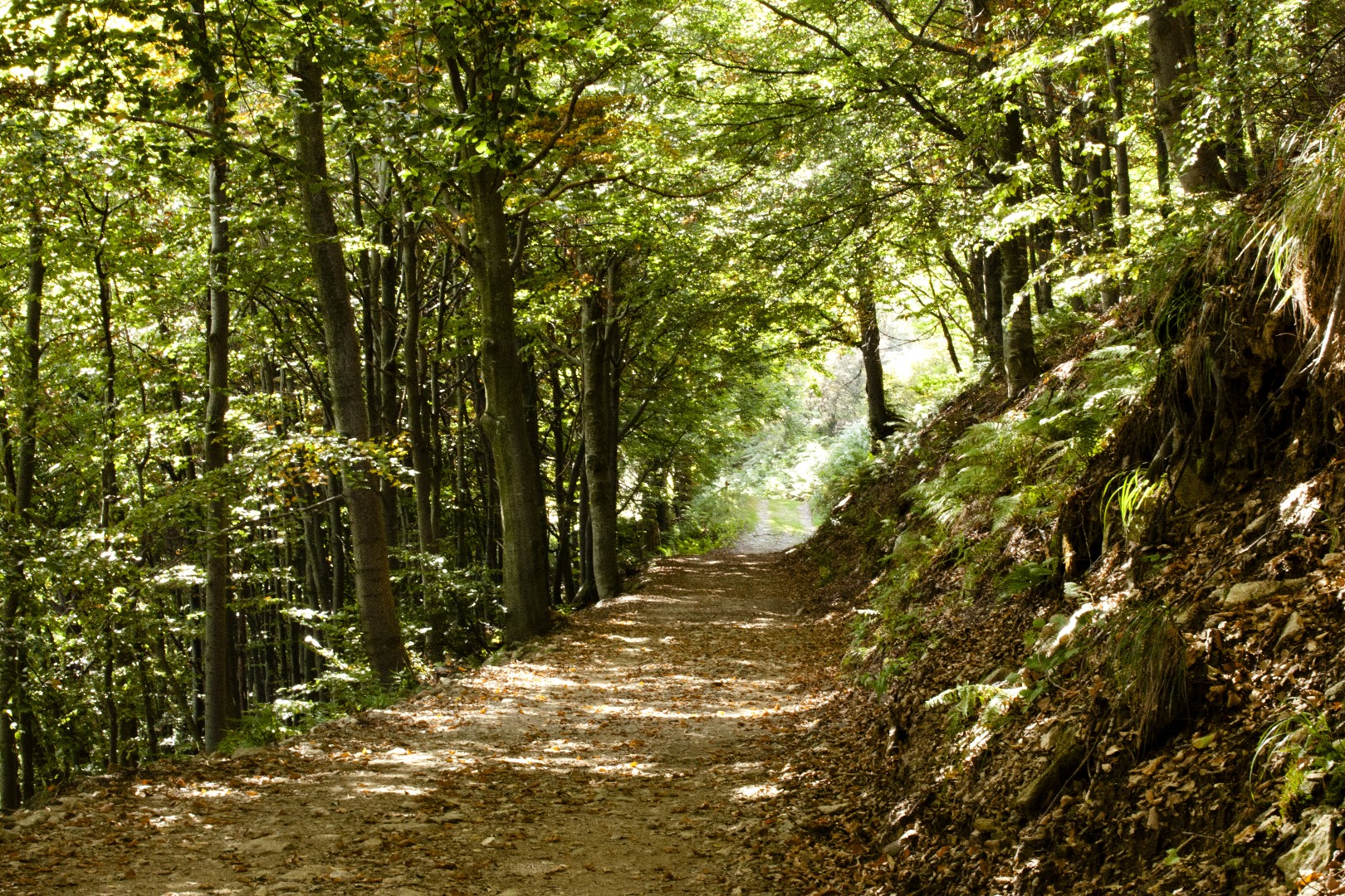 Bosco del Sorriso