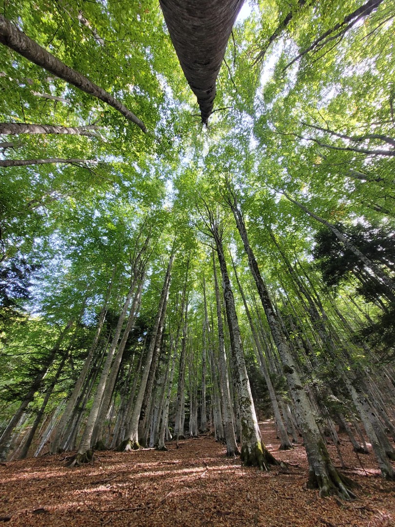 Bosco della Martese