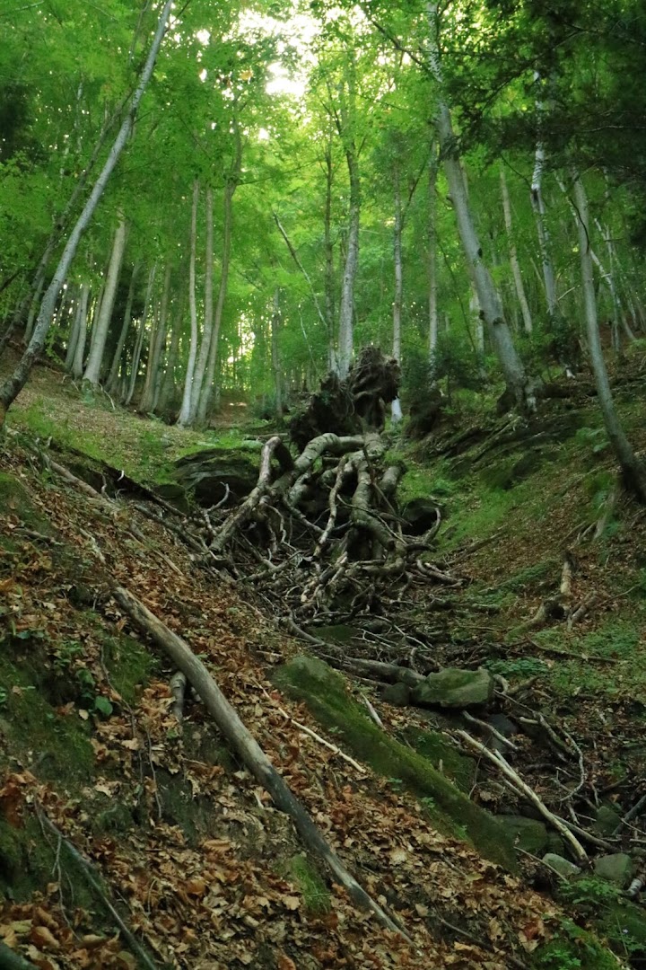 Bosco della Martese