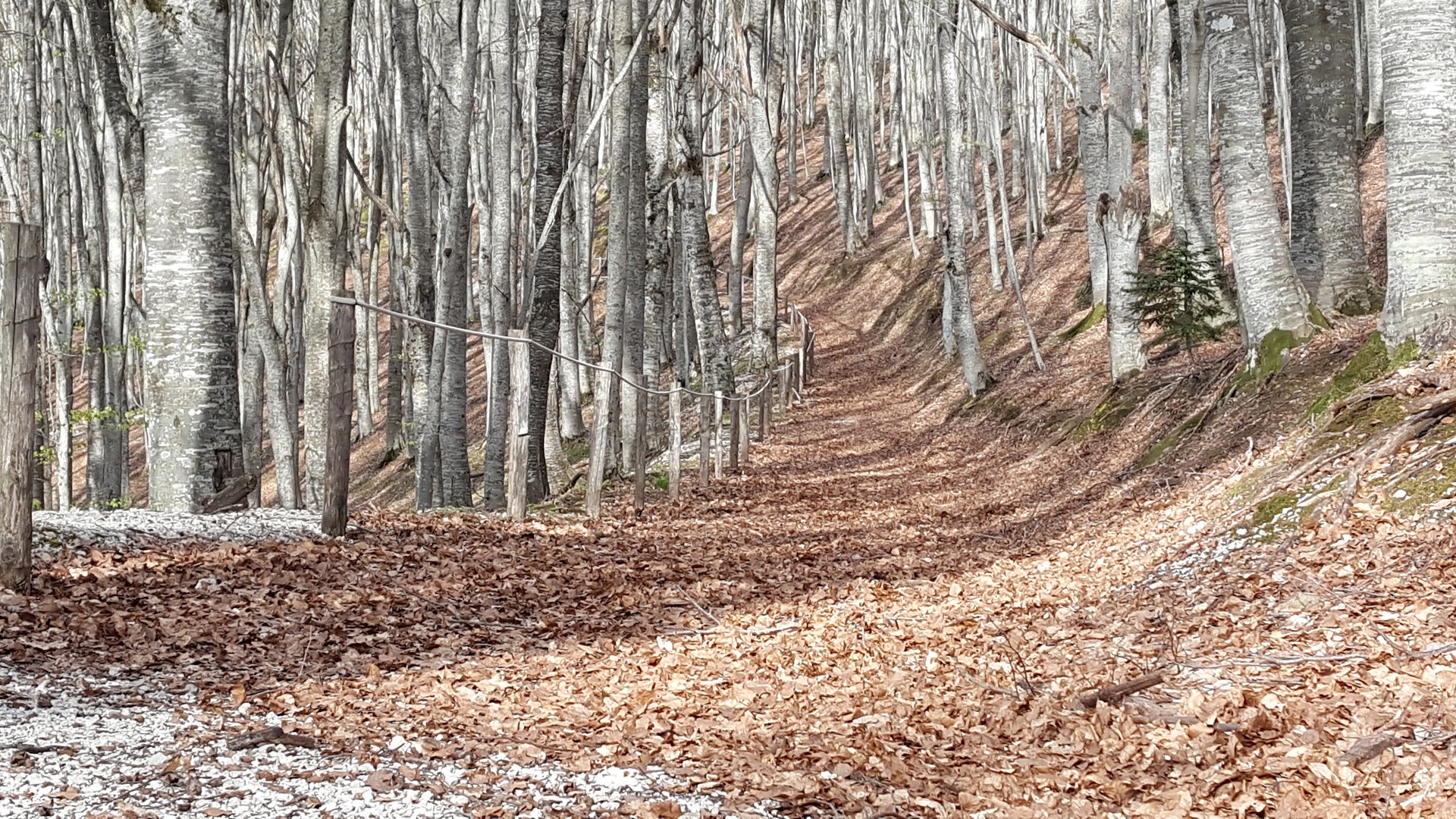 Bosco della Martese