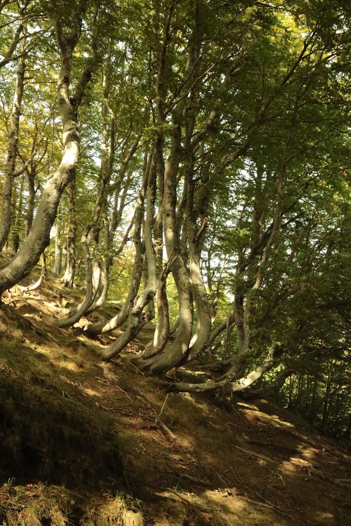 Bosco della Martese